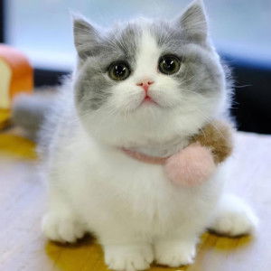 Faiy AP profile icon