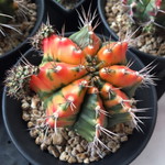 anly Nitada profile icon