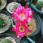 ปิยดา ไยพันธ์ profile icon