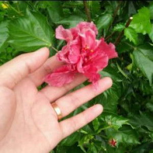 dyah maya profile icon