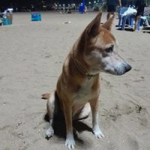 Noo Ann Kannika profile icon