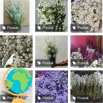 Na Ariefl profile icon