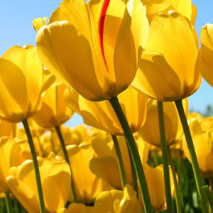 Devi Restu profile icon