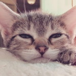 Ras Hidayah Razidah Razul profile icon