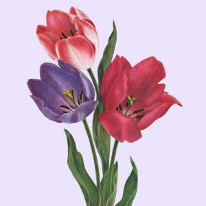 Jane Anne Suico profile icon