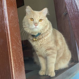 Intan D P profile icon