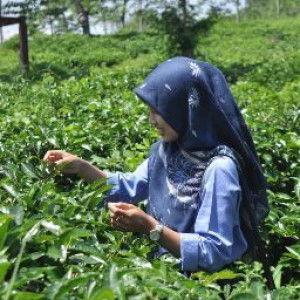 jawarotul hikma profile icon