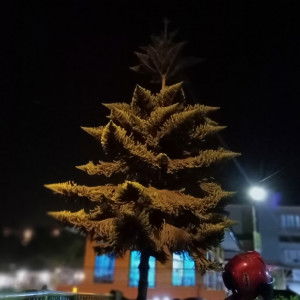 Nopitasari profile icon