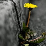 Nur Janah profile icon