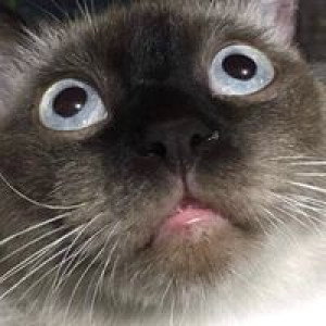 Mookkarin Taothong profile icon