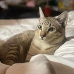 SYRUP nnumwann profile icon