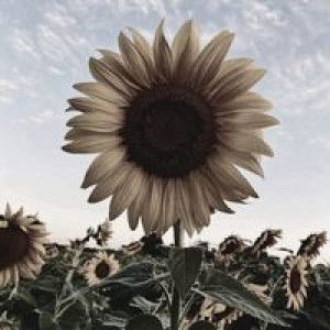 Kunnika Tenphoosa profile icon