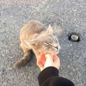 Indrika Matakiu profile icon