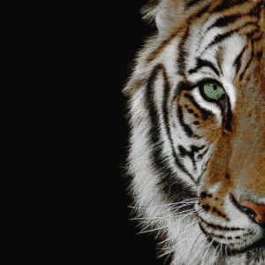 Afifah Nuriy profile icon