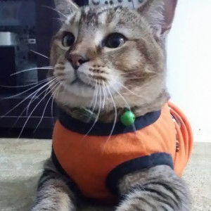 Nur Rynah profile icon