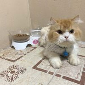 Baitoey profile icon