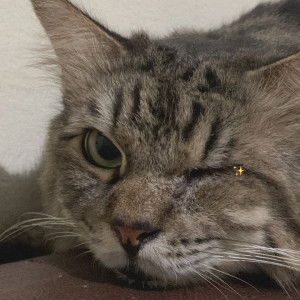 Chairun Nisa profile icon