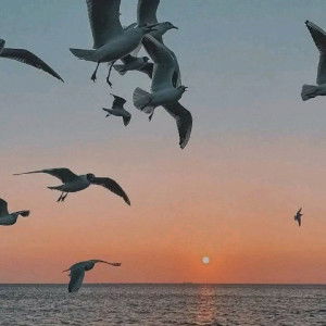 Novita Pegy profile icon