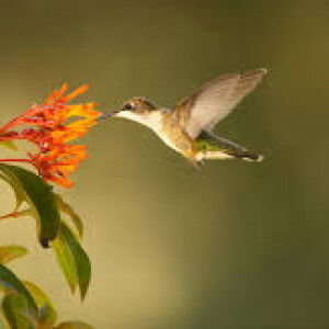 Frank Martin profile icon