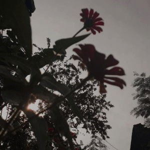 siti aisyah profile icon