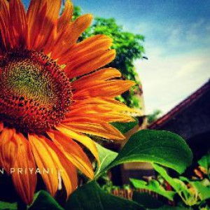 Yuyun Priyani profile icon