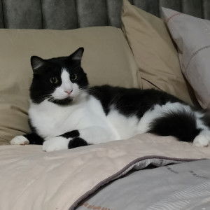 riyanie Hanafiah profile icon