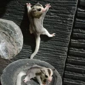 Arasya Putra profile icon