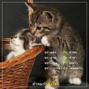 แมวน้อย ผู้หน้ายัก profile icon