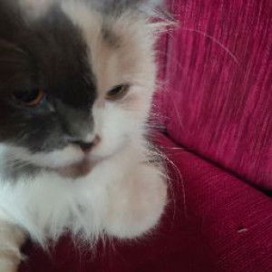 Julia Fadriyah profile icon