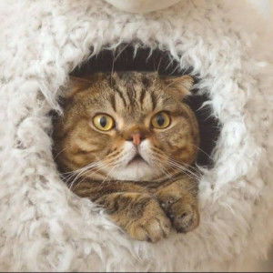 Cherry Bomb profile icon