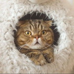 Cherry Bomb profile icon