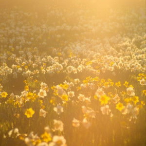 Kaye Mendoza profile icon