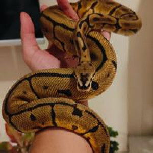 แฮรรี่ ควีนเซอร์ profile icon