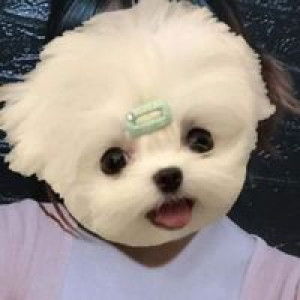 Netdao ʚìɞ profile icon