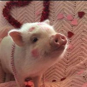 Apinya Yheitram profile icon