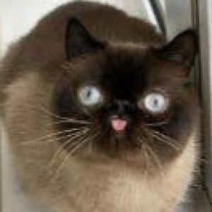 umi amie profile icon