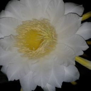 Razka Syafiah profile icon