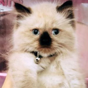 Intan Mandan profile icon