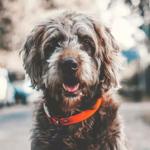 mei mei profile icon