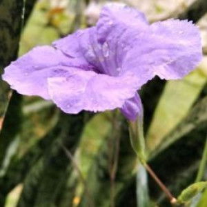 Maya Fatimah profile icon