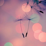 Rome Sale profile icon