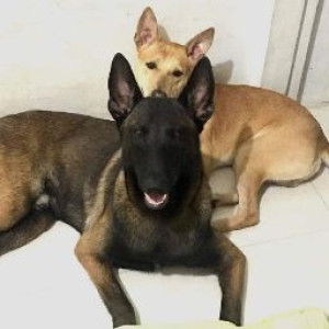 Lorimell Catindig profile icon