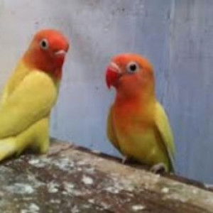 nor hazirah profile icon