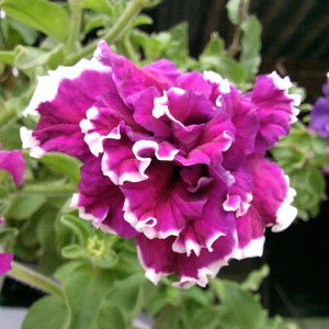 nini zul profile icon