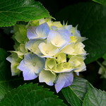 Suci Triandani profile icon