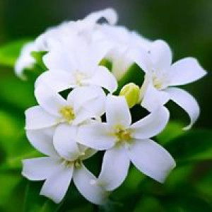 Niez GaRniz profile icon