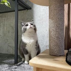 Idha 88 profile icon