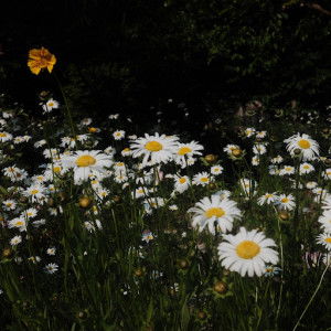 paweena jitnok profile icon