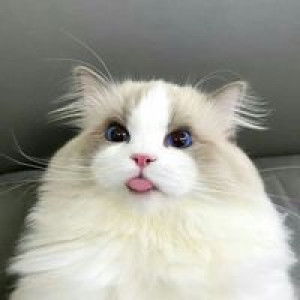 Kansiri Dongdon profile icon