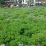 Puji Astuti profile icon